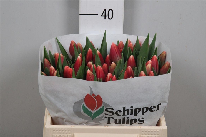 <h4>Tu En Outfit</h4>