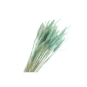 Tarwe Mint