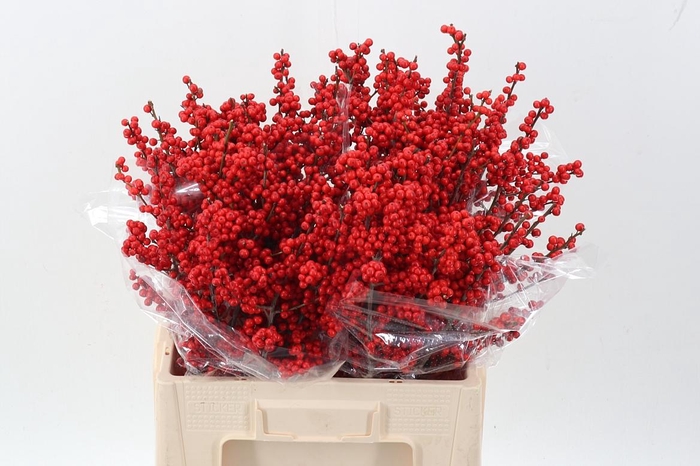 <h4>Ilex Ve Rode Bes</h4>