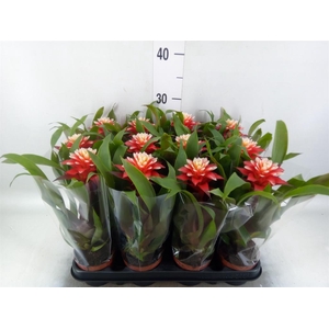 Guzmania   ...