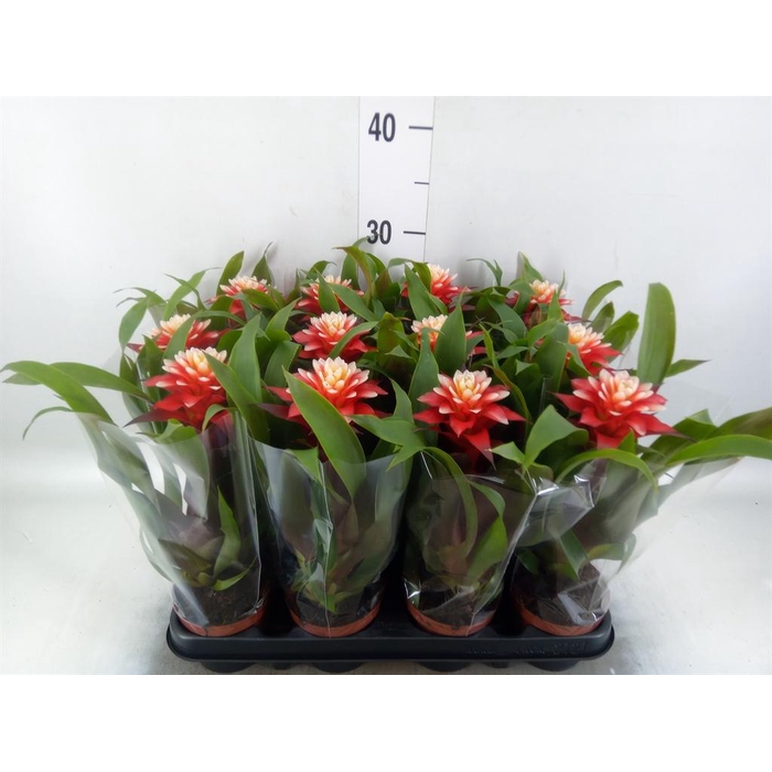 <h4>Guzmania   ...</h4>