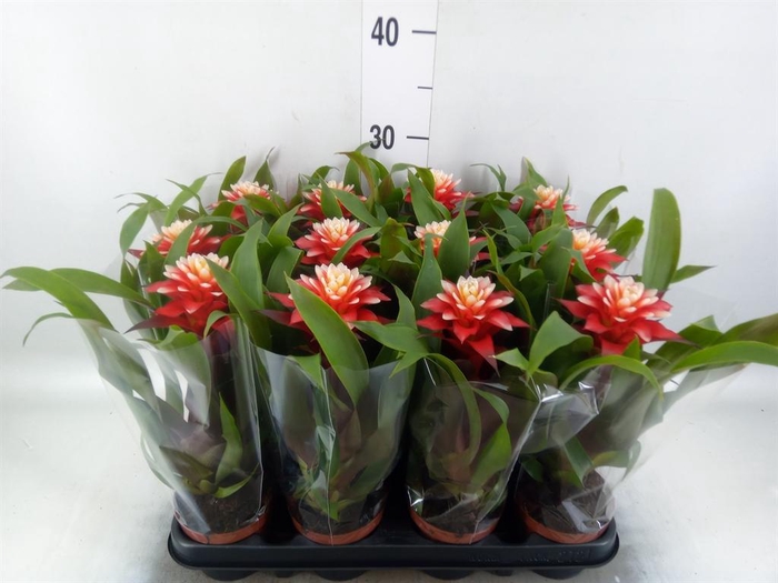 Guzmania   ...