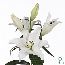 <h4>LI OR PATHOS</h4>