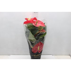 ANTHURIUM MICHIGAN P17 PREMIUM