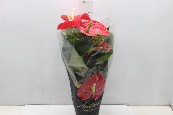 <h4>ANTHURIUM MICHIGAN P17 PREMIUM</h4>