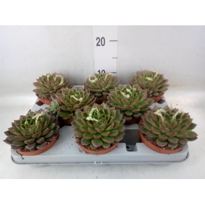 Echeveria   ...