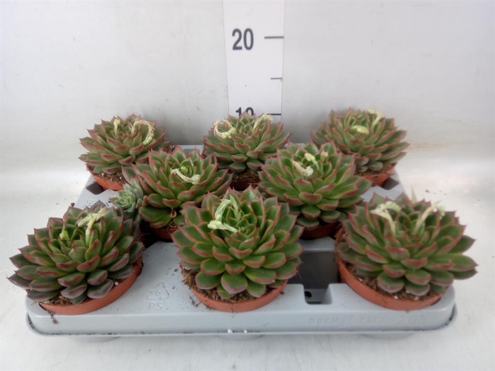 <h4>Echeveria ...</h4>