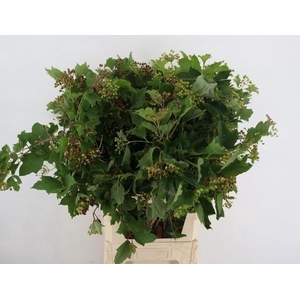 VIBURNUM OPULUS