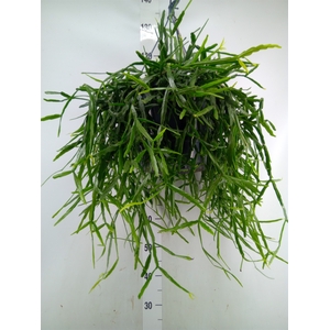 Rhipsalis   ...