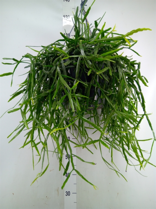 <h4>Rhipsalis   ...</h4>