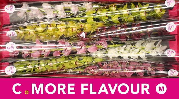 <h4>CYMB MI GEM</h4>