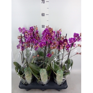 Phalaenopsis multi. 'Ant Merida'