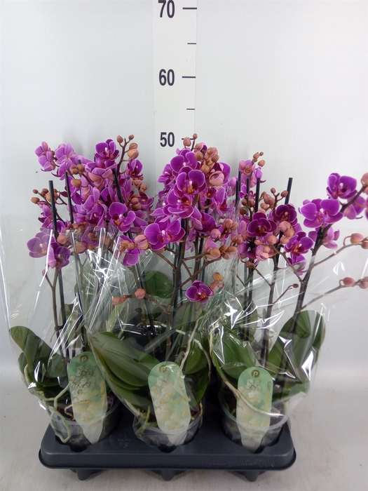 <h4>Phalaenopsis multi. 'Ant Merida'</h4>