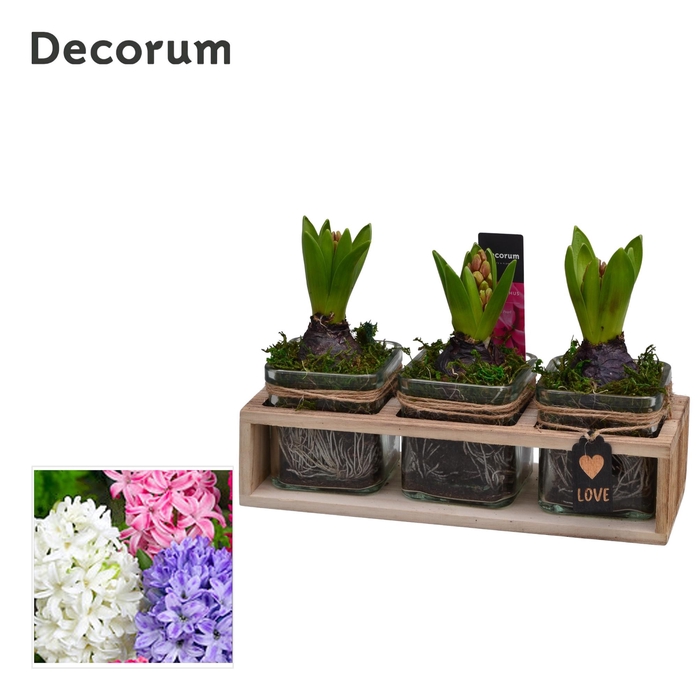 <h4>Hyacint TriPlant HL15070 [PURE]</h4>
