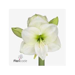 Hippeastrum white sensation