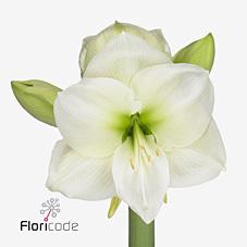 <h4>Hippeastrum white sensation</h4>