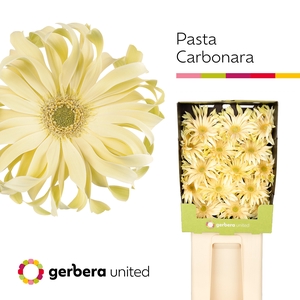 Gerbera Pasta Carbonara Diamond