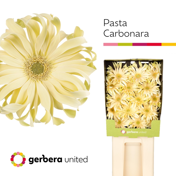 <h4>Gerbera Pasta Carbonara Diamond</h4>