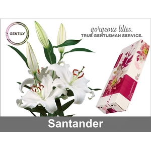 Li Or Santander 5+