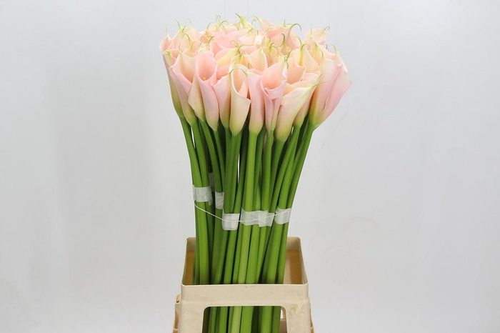 Zantedeschia Eydolls Salmon