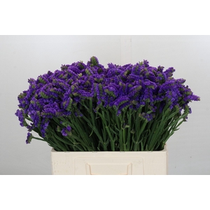 Limonium sinuatum Navy Sun Birds