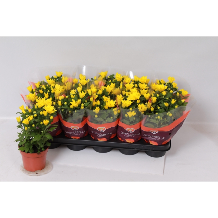 <h4>CHRYS HEAT YELLOW</h4>