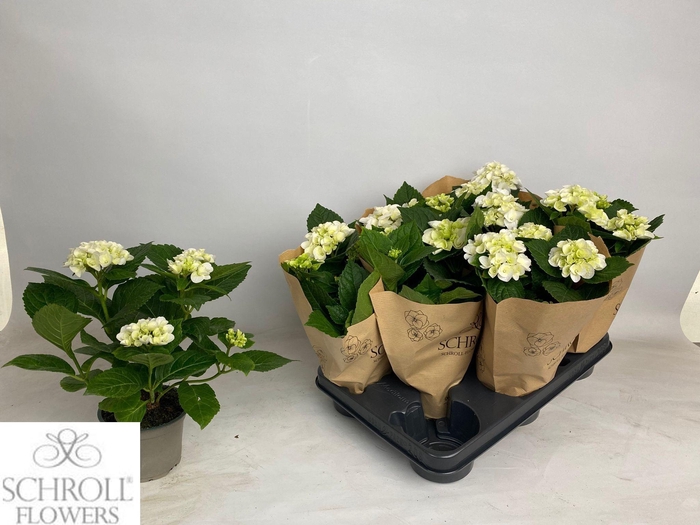 <h4>HYDR M WHITE P10.5</h4>