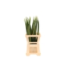 Pandanus Small