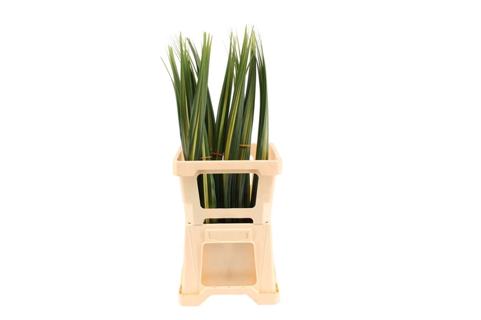 <h4>Pandanus Small</h4>