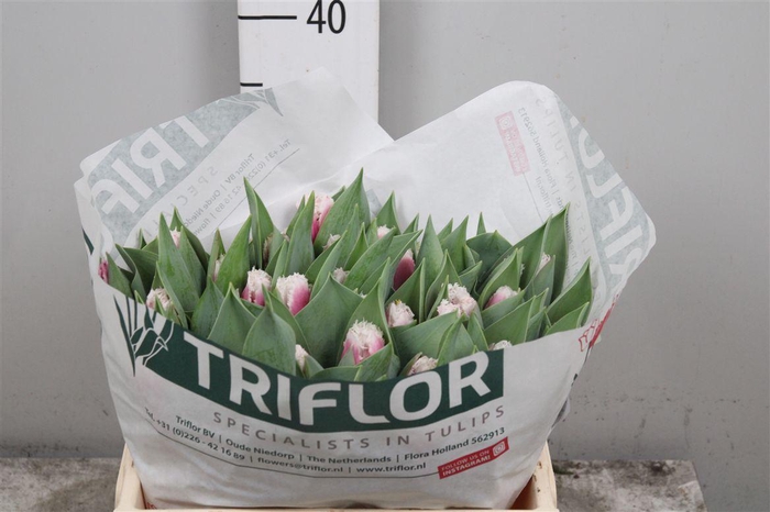 <h4>Tu Fr San Stefano</h4>