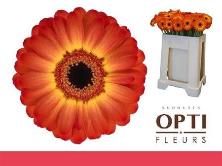 <h4>Ge Mi Flamazing</h4>