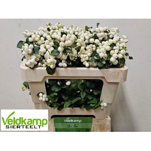 SYMPHO MAG LEMO LIME