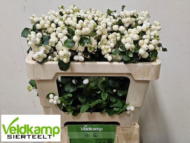 <h4>SYMPHO MAG LEMO LIME</h4>