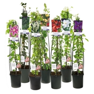 Mixshelf 50% Clematis, 50% Climbers +light label