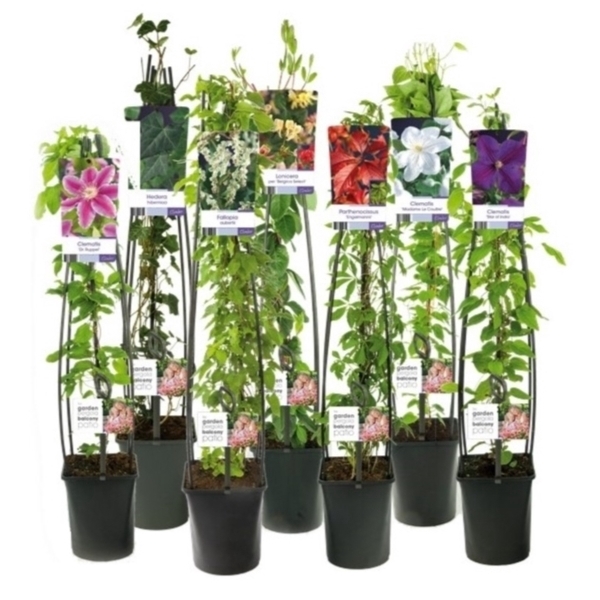 <h4>Mixshelf 50% Clematis, 50% Climbers +light label</h4>