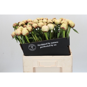 Paeonia Dr F.G. Brethour