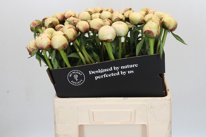 <h4>Paeonia Dr F.G. Brethour</h4>