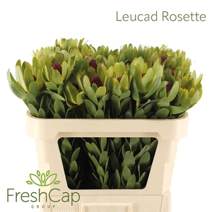 Leucad Rosette