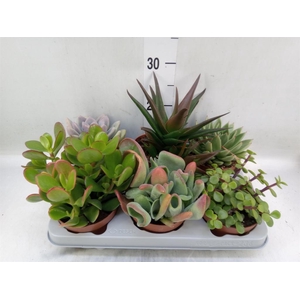 Succulents   ...