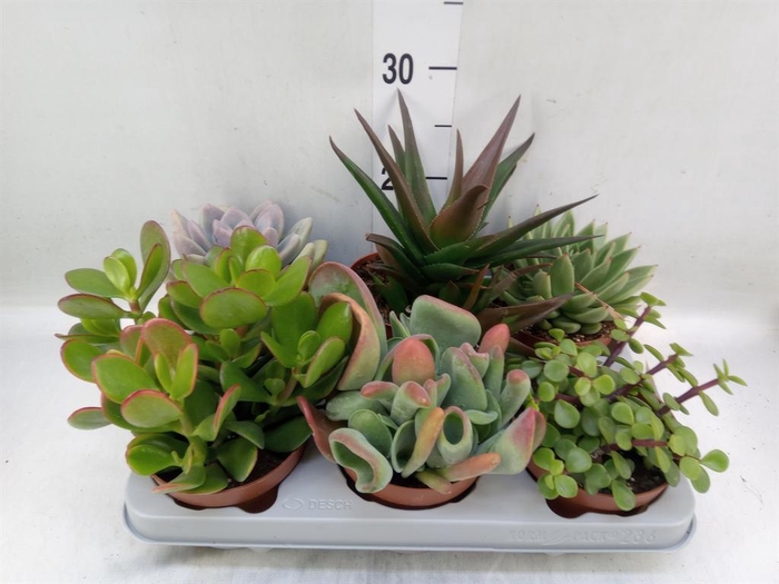 <h4>Succulents   ...</h4>