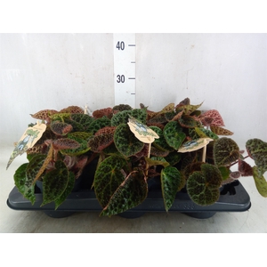 Begonia BD ferox