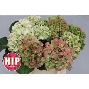 HORT VERENA CLASSIC