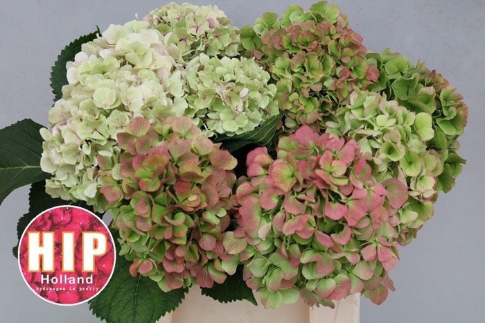 <h4>HORT VERENA CLASSIC</h4>