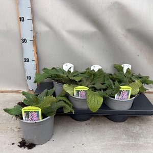 Digitalis Pink Panther