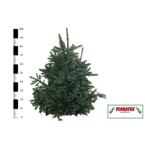 ABIES NOB BLAUW KILO