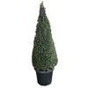 Taxus baccata