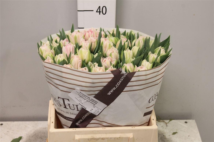 <h4>Tu Du Foxtrot</h4>