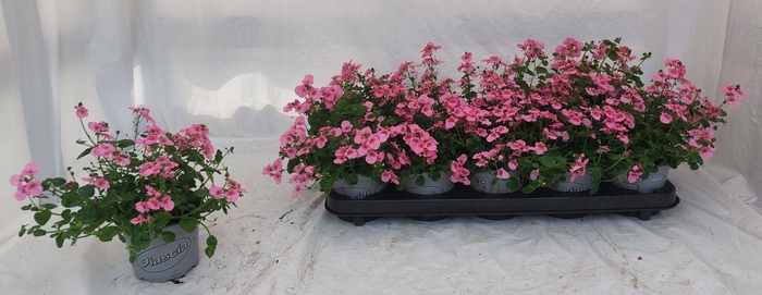 <h4>DIAS RUBY FIELD</h4>