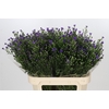 Aster Casamare