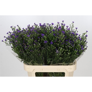 Aster Casamare